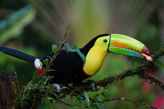 코스타리카 6일