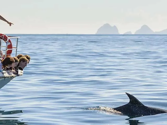 Detail_Cruise_ANNZ_Newzealands_Bau_of_Islands3