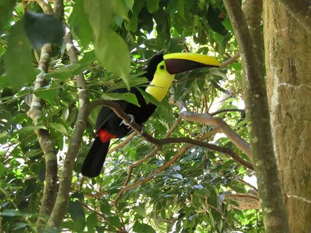 Detail_Costarica_LaPaz5