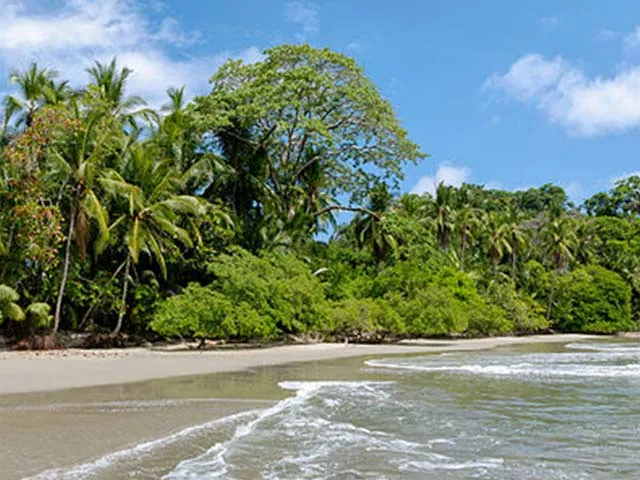 Detail_Costarica_ManuelAntonio1